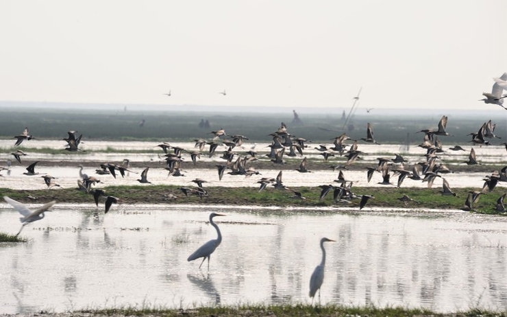 Les oiseaux du lac Chilika dans l'Odisha en Inde