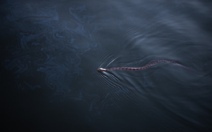 serpent marée noire