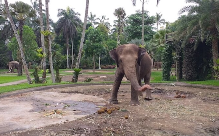 Un elephant à Bali Mason Elephant Park 