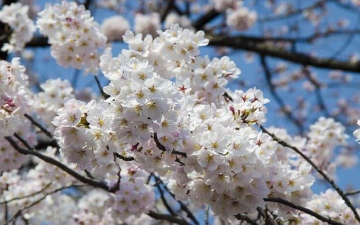 Cerisier du japon en fleur