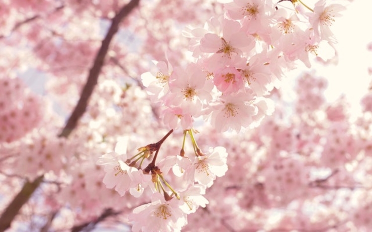 hanami bucarest cerisiers en fleurs