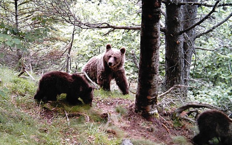 Ourse avec ses deux petits fotografiés dans le Parc Naturel des Hautes Pyrénées