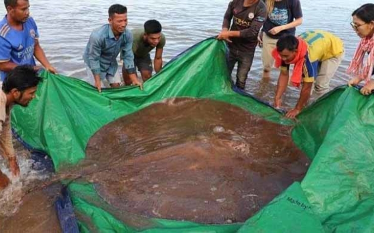 Une raie de 180 kg capturée dans le Mékong