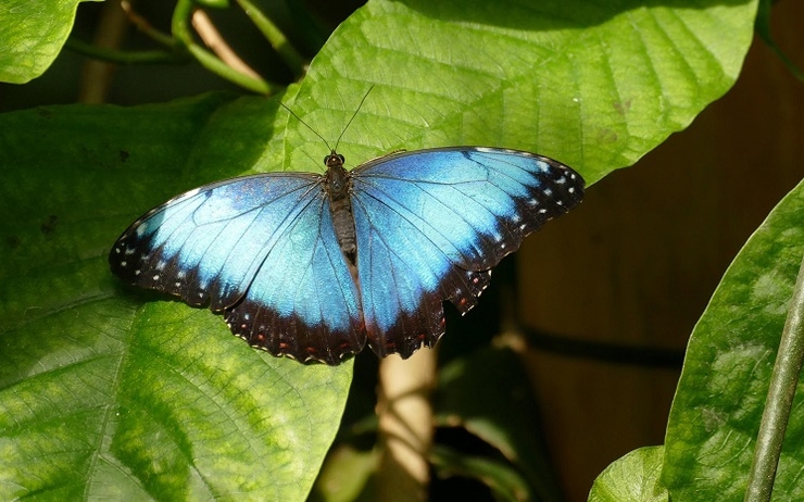 Le Pérou possède le plus grand nombre d'espèces de papillons au monde !