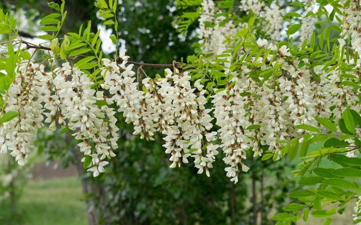 fleurs d'acacia