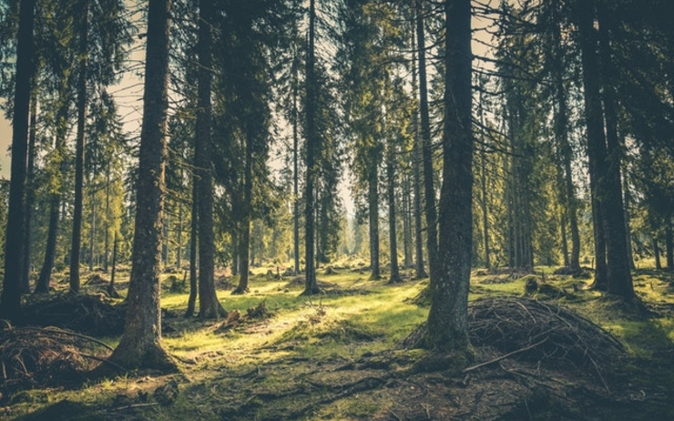 100 millions d'euros aides État roumain soutenir régénération forêts