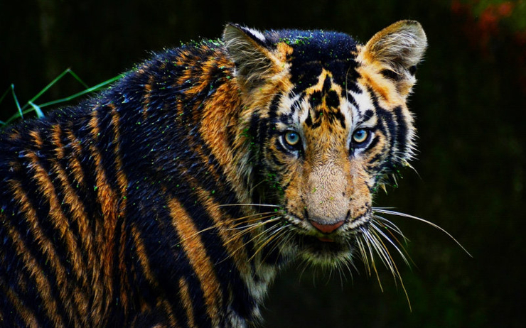 Le Vietnam peut-il devenir le nouveau tigre d'Asie ?