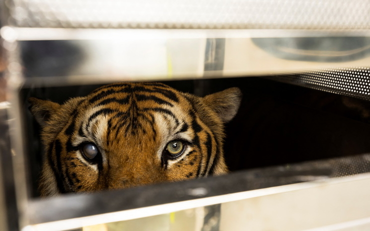 Tigre dans le zoo de Phuket