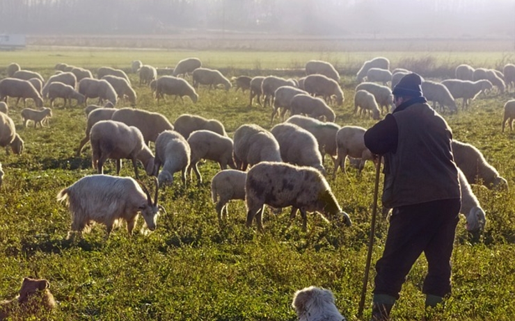 Des agriculteurs font venir des Bangladais face à la pénurie de bergers en Roumanie
