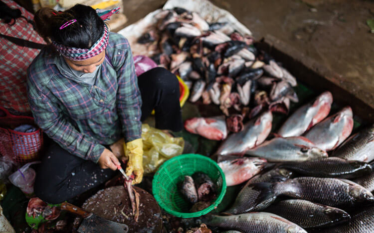 Une cambodgienne vide un poisson sur le marché de siem reap