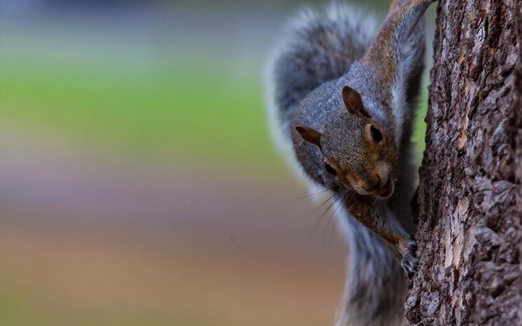 Les écureuils gris menacent leurs cousins roux