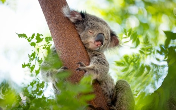 Un koala adulte dort sur une branche d'arbre en Australie