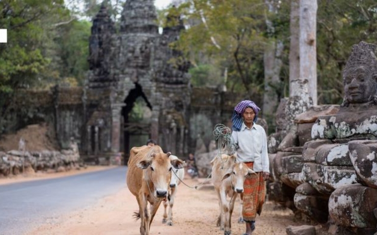 campagne vache portes temples - Cambodge 
