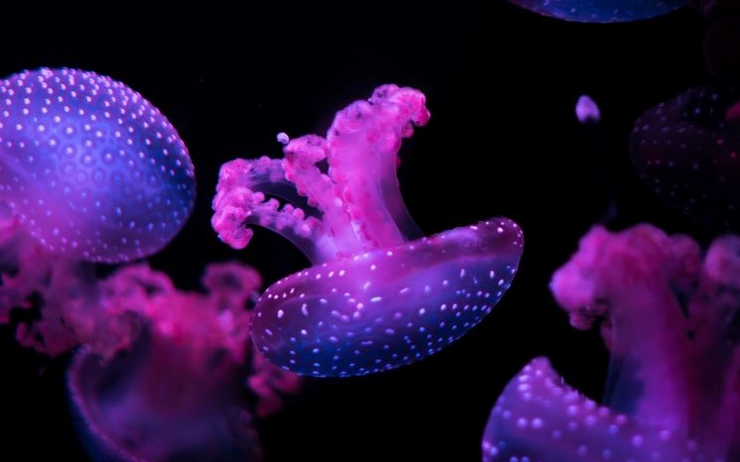 méduses pelagiques
