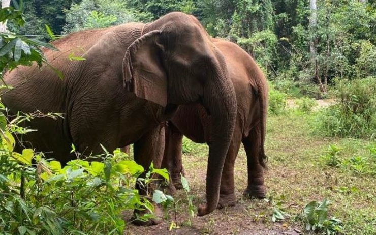 éléphants dans la jungle cambodgienne