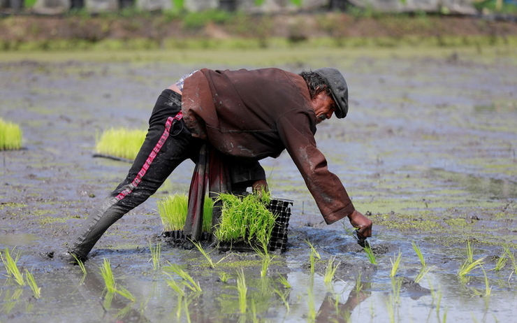 un paysan thailandais cultive du riz 