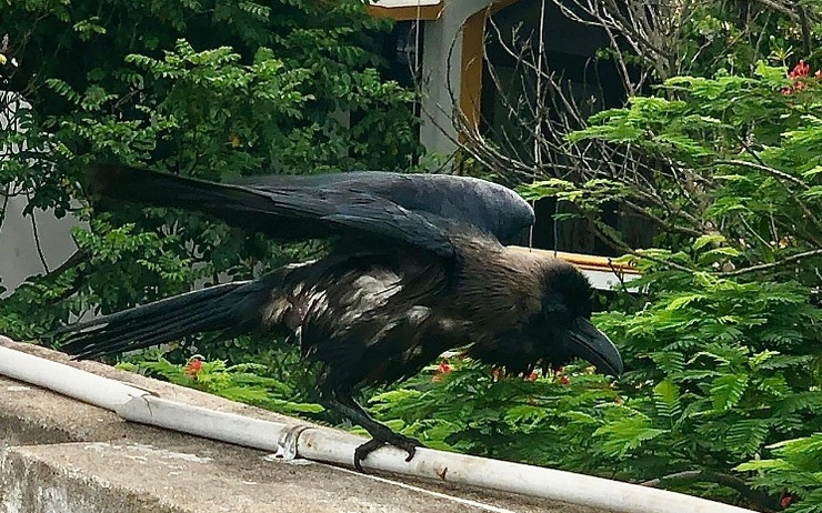 un corbeau prenant son envol à Pondichery