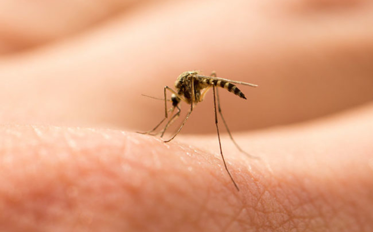 moustique - virus du nil occidental - grèce