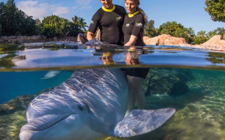 Nager avec les dauphins à Discovery Cove