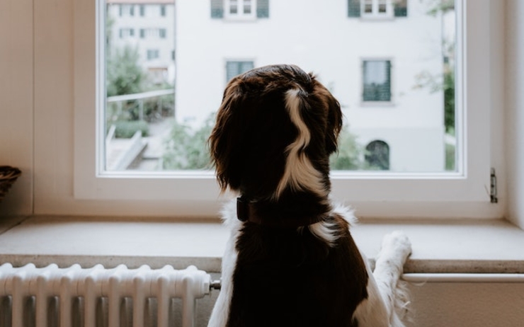 Un chien regarde par la fenêtre d'un appartement en Espagne