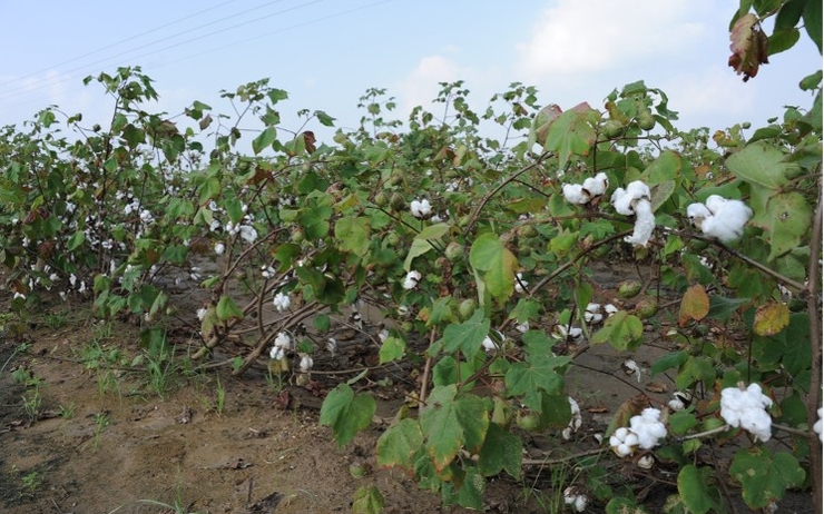 Un champ de coton en fleur dans le Gujarat en Inde 