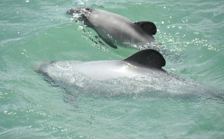 maui dolphin en Nouvelle Zélande