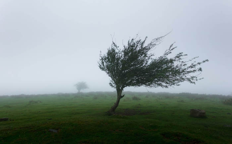 un arbre tordu par les vents dans la Communauté valencienne