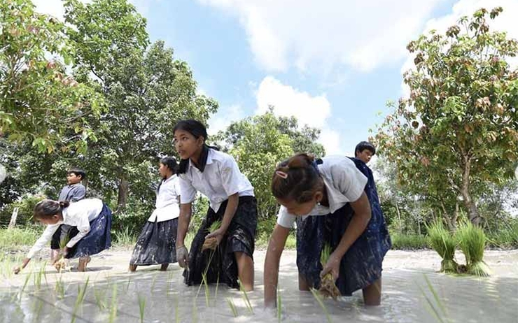 Écolière cambodgienne repiquant le riz 