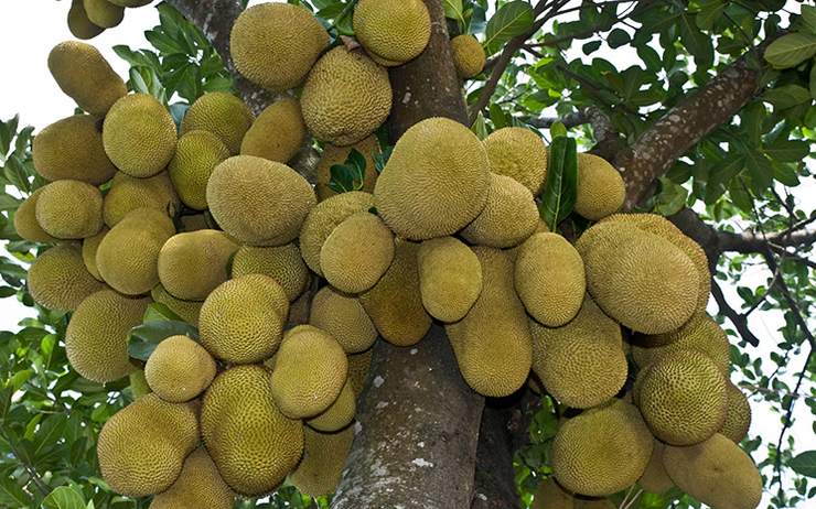 Jackfruit_National_fruit_of_Bangladesh_cambodia