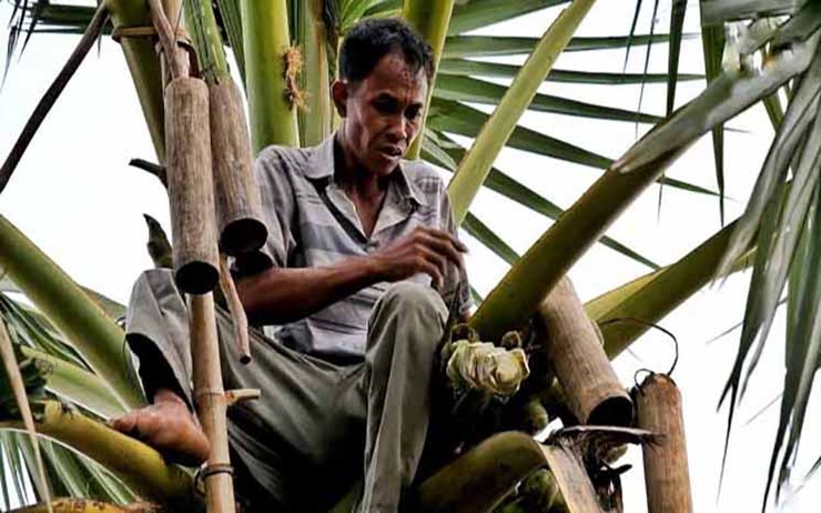 Un cambodgien récolte du sucre de palme