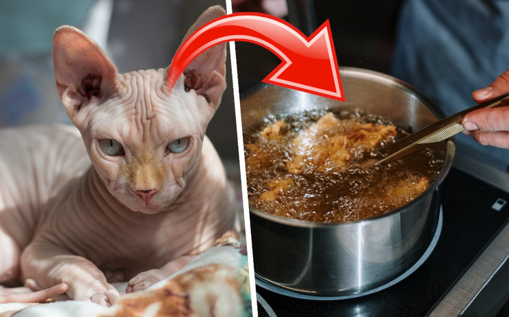 Au vietnam, on peut manger de la viande de chat