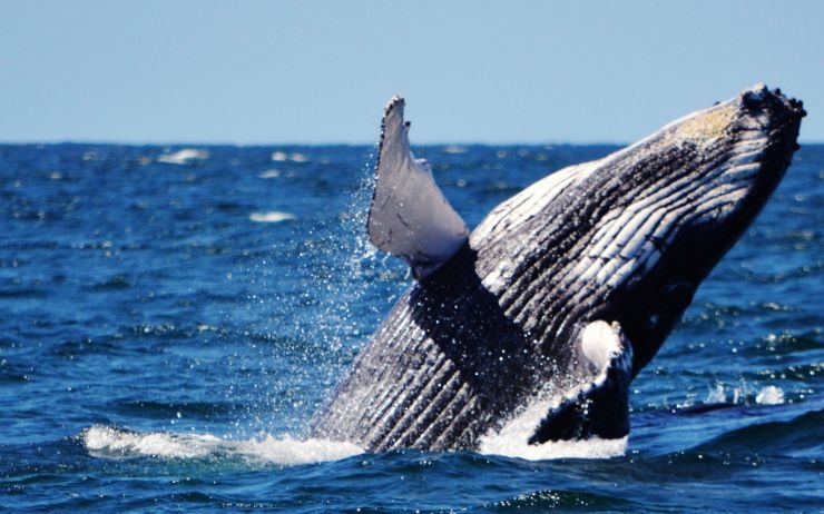 English expression – Once upon a time there was a whale!