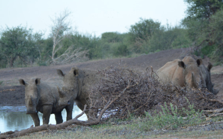 Rhinoceros blanc Madikwe Afrique du sud