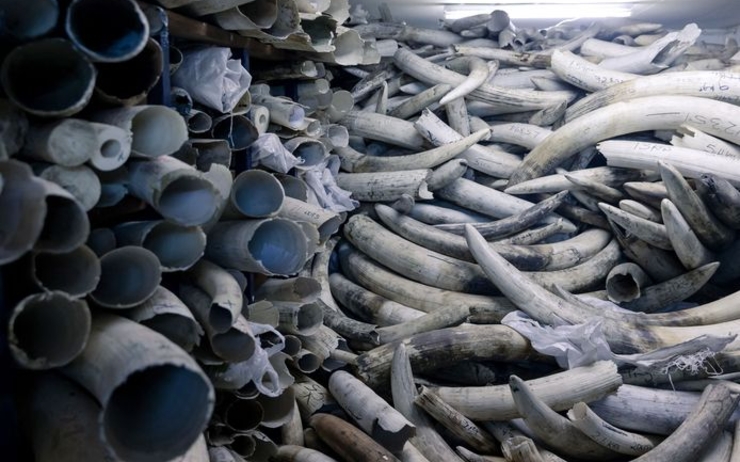 des centaines de cornes éléphants saisies au Vietnam