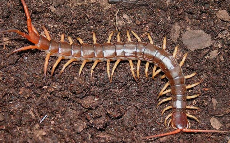 Attention au Centipede ou Scolopendre