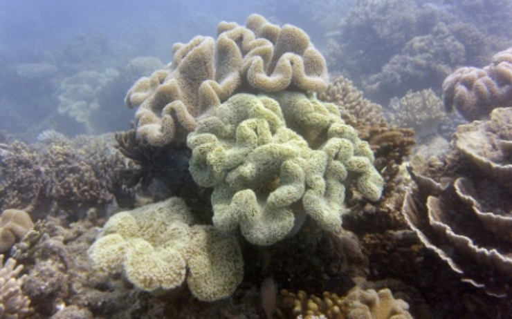 La Grande barrière de corail en Australie