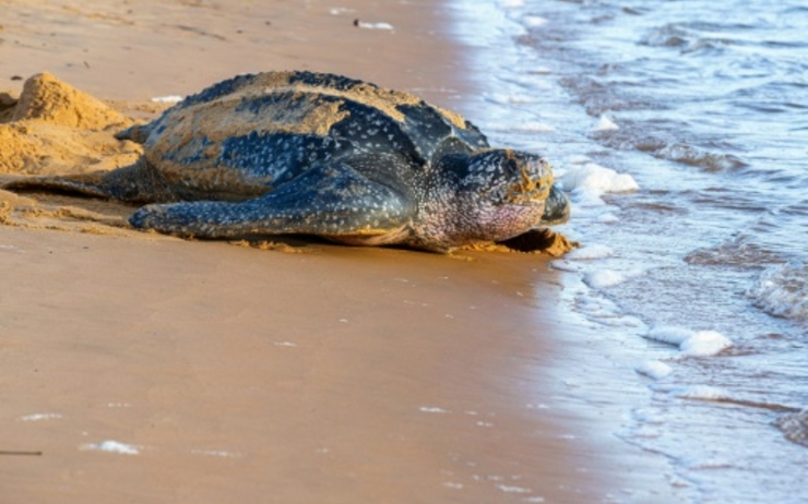 Une tortue géante se dirige vers la mer pour y nager après avoir pondu ses oeufs sur la plage