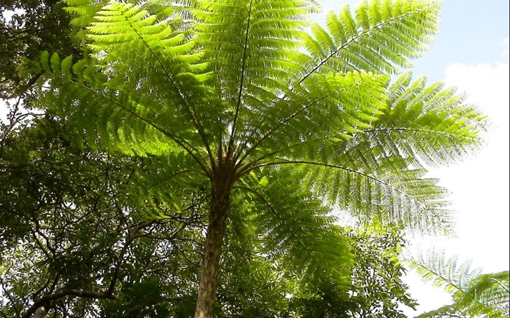 plantes médicinales Kanak soin naturel Nouvelle-Calédonie
