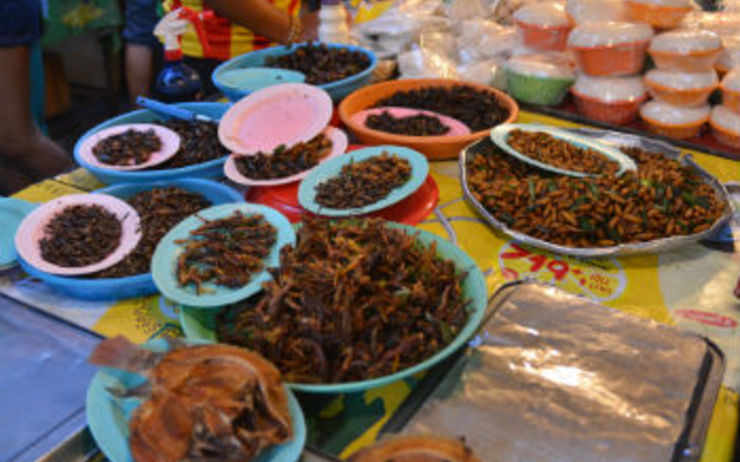 insectes-thailande