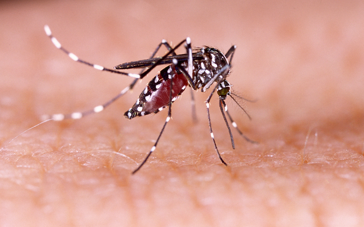 moustique Aedes dengue